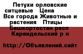 Петухи орловские ситцевые › Цена ­ 1 000 - Все города Животные и растения » Птицы   . Башкортостан респ.,Караидельский р-н